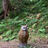 Medium Sue - 