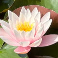 Klara-Ina - Lichtarbeit - Reiki - Botschaften aus der geistigen Welt - Tarot & Kartenlegen - Lenormandkarten